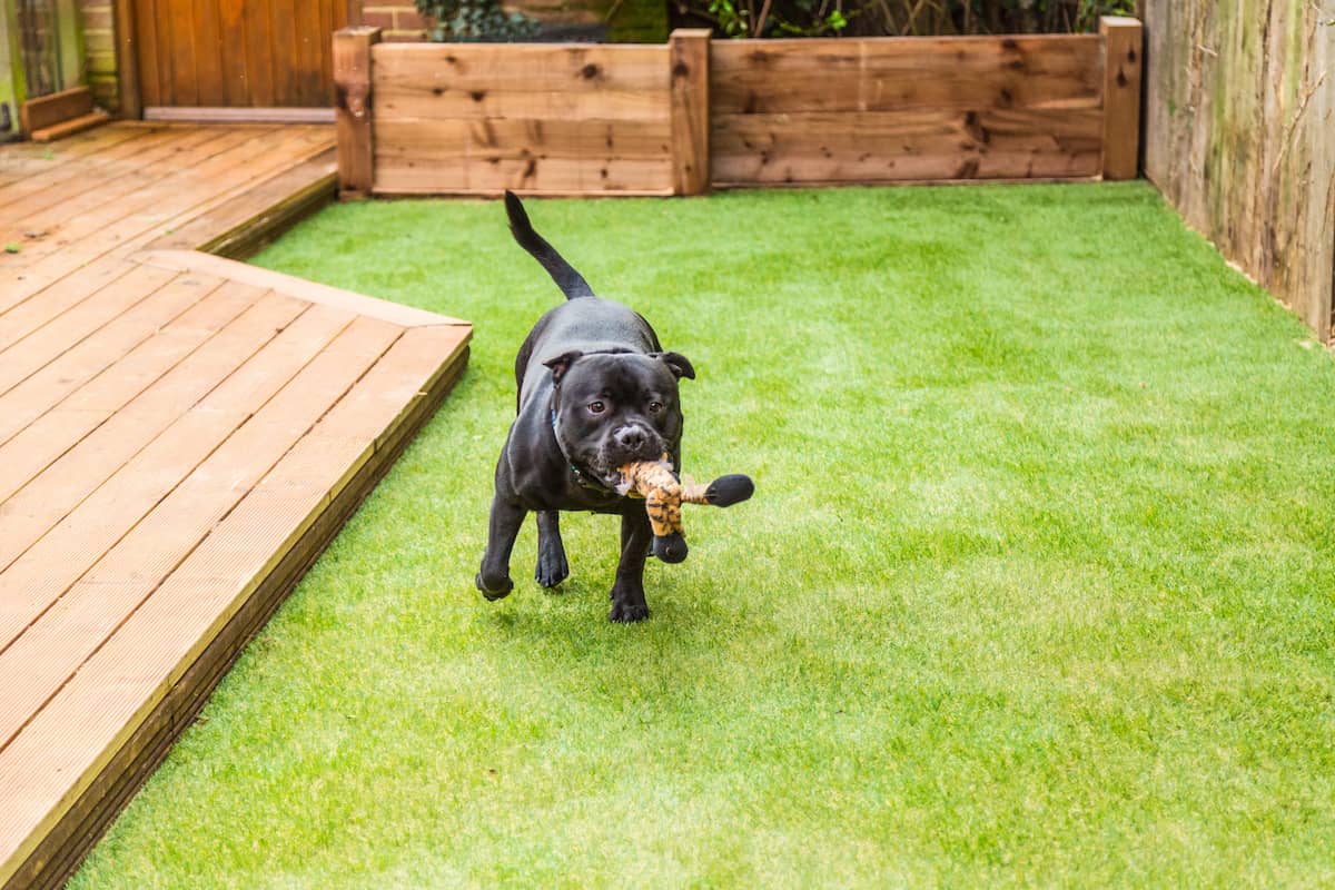Synthetic Grass pet friendly